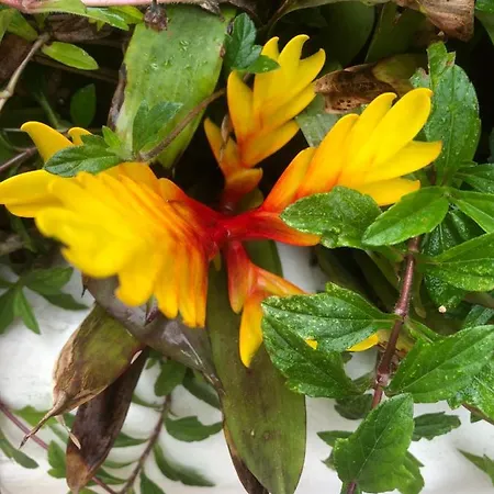 빌라 Hibiscus *
